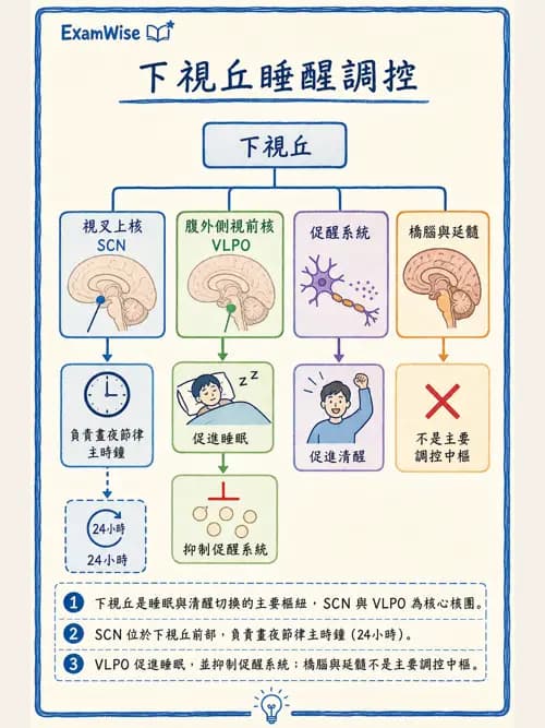 呼吸治療師 - 通氣、呼吸力學與控制 - AI 圖文解析預覽