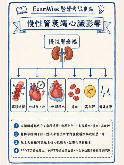 呼吸治療師 - 酸鹼平衡與腎臟生理 - AI 圖文解析預覽