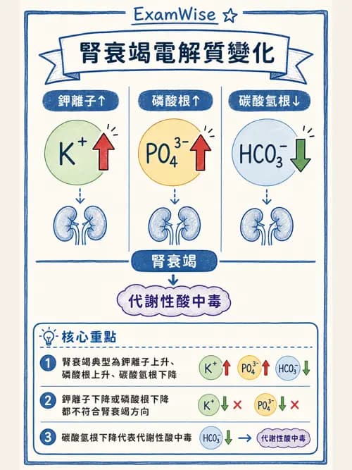 呼吸治療師 - 酸鹼平衡與腎臟生理 - AI 圖文解析預覽