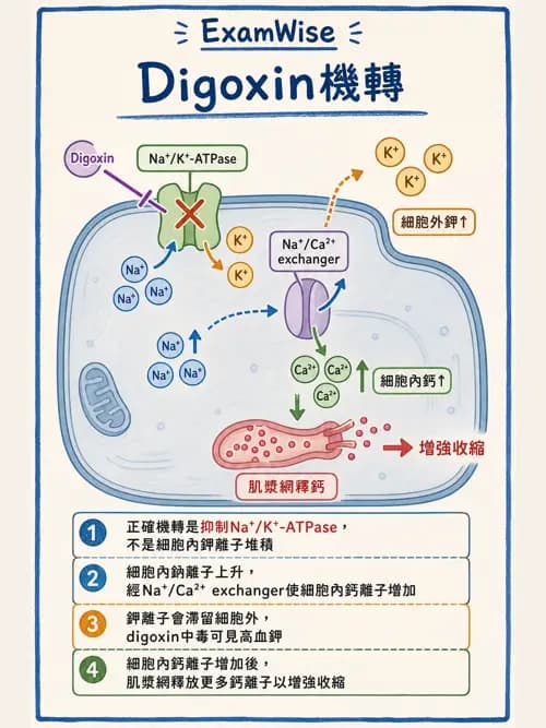 呼吸治療師 - 心臟血管藥物 - AI 圖文解析預覽