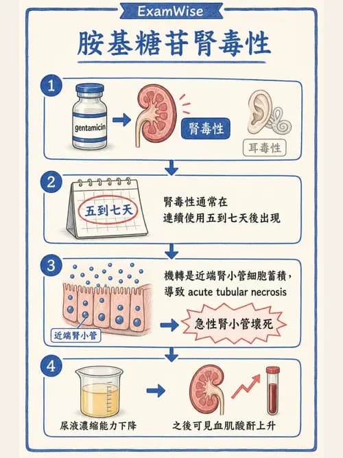呼吸治療師 - 藥理學概論與抗感染藥物 - AI 圖文解析預覽