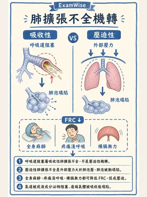呼吸治療師 - 痰液清除與擴張治療 - AI 圖文解析預覽