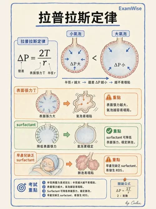 呼吸治療師 - 氣體物理學 - AI 圖文解析預覽