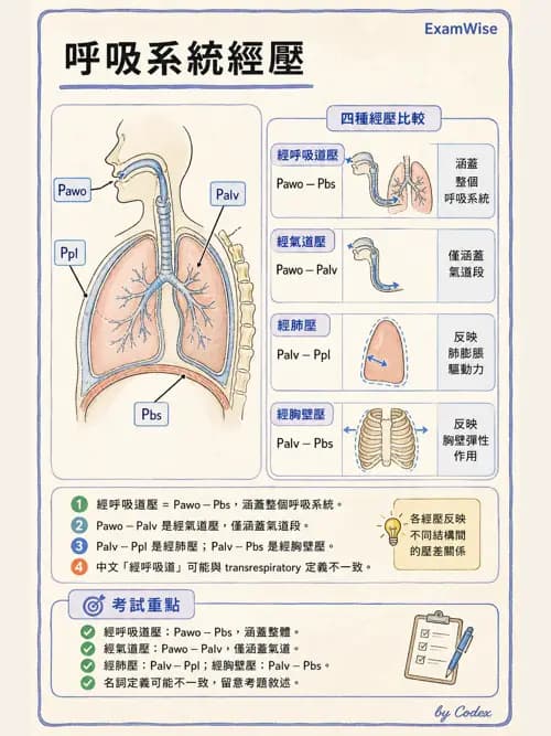 呼吸治療師 - 機械通氣生理 - AI 圖文解析預覽