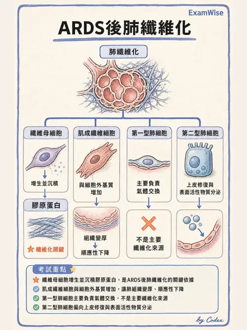 呼吸治療師 - ARDS與呼吸衰竭 - AI 圖文解析預覽