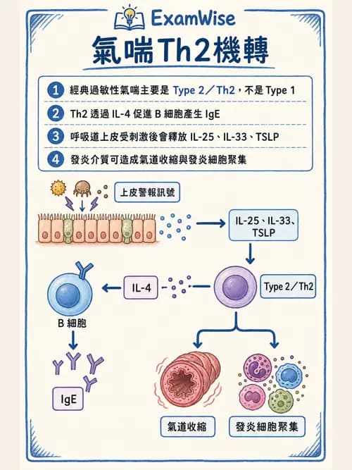 呼吸治療師 - 慢性氣道疾病 - AI 圖文解析預覽