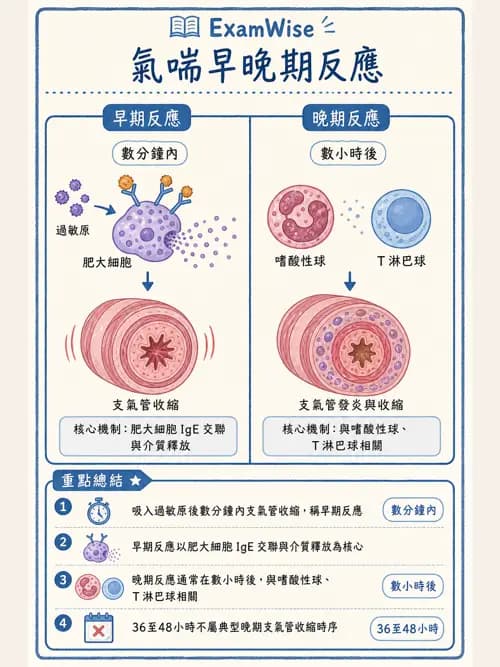 呼吸治療師 - 慢性氣道疾病 - AI 圖文解析預覽