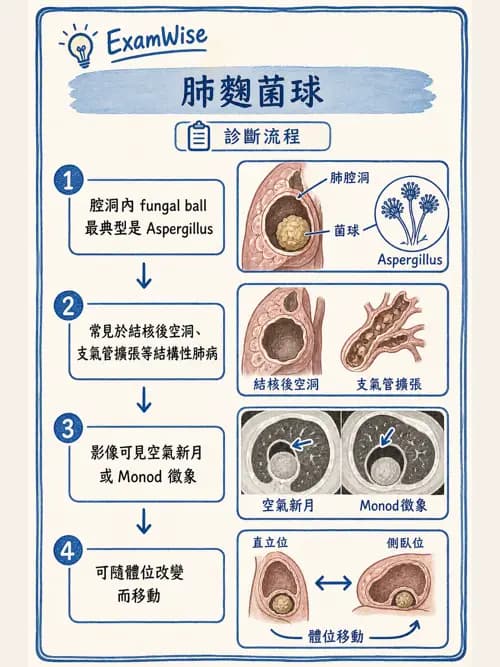 呼吸治療師 - 感染性肺疾 - AI 圖文解析預覽