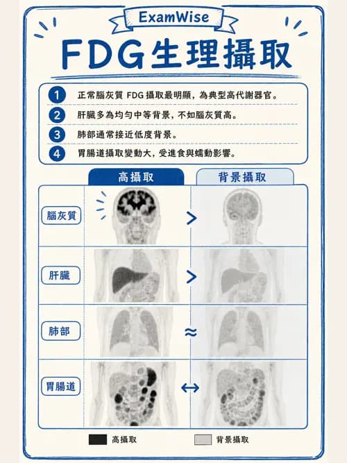 呼吸治療師 - 神經肌肉病變與腫瘤 - AI 圖文解析預覽