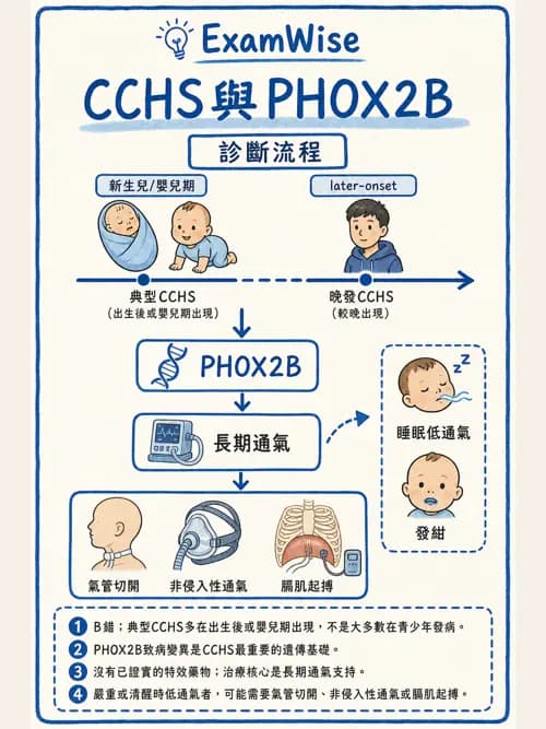 呼吸治療師 - 睡眠相關呼吸障礙 - AI 圖文解析預覽