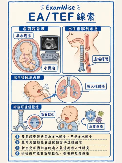 呼吸治療師 - 兒童呼吸系統疾病 - AI 圖文解析預覽