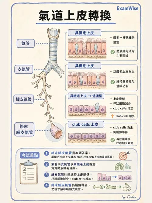 呼吸治療師 - 呼吸系統構造與發展 - AI 圖文解析預覽