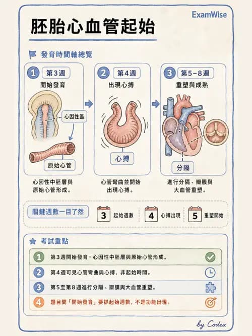 呼吸治療師 - 心臟與循環解剖 - AI 圖文解析預覽