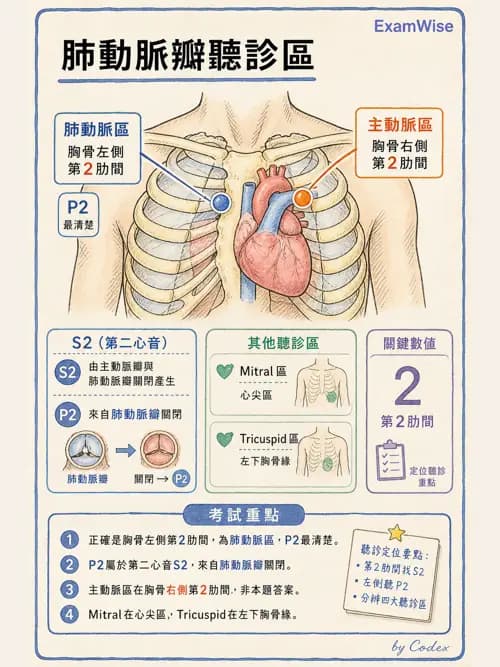呼吸治療師 - 心臟與循環解剖 - AI 圖文解析預覽