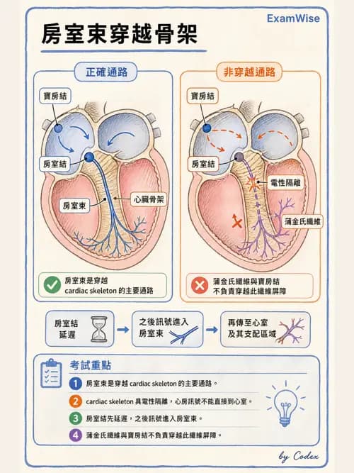 呼吸治療師 - 心臟與循環解剖 - AI 圖文解析預覽