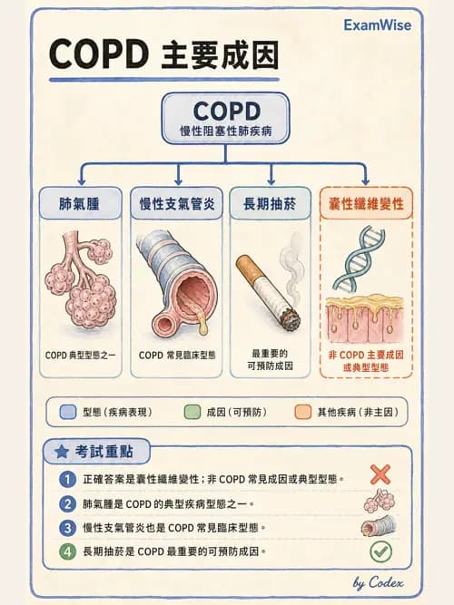 呼吸治療師 - 呼吸系統構造與發展 - AI 圖文解析預覽