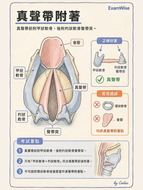 呼吸治療師 - 呼吸系統構造與發展 - AI 圖文解析預覽