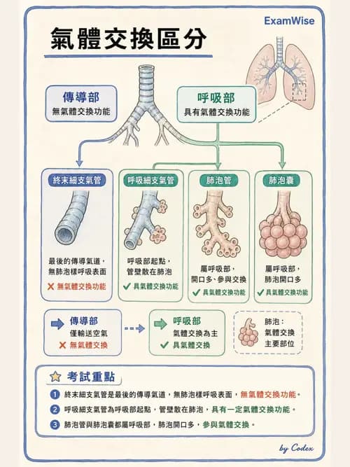 呼吸治療師 - 呼吸系統構造與發展 - AI 圖文解析預覽