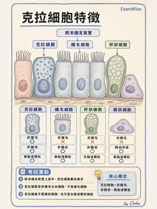 呼吸治療師 - 呼吸系統構造與發展 - AI 圖文解析預覽