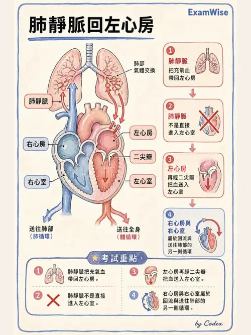 呼吸治療師 - 肺臟血流與神經支配 - AI 圖文解析預覽