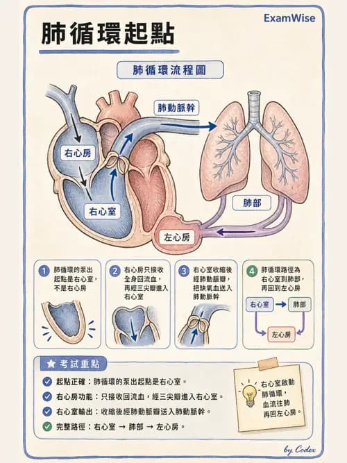 呼吸治療師 - 心臟與循環解剖 - AI 圖文解析預覽
