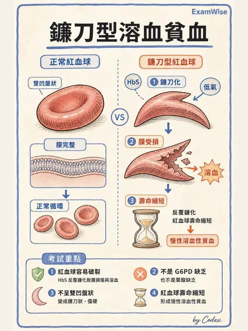 呼吸治療師 - 氣體擴散、交換與肺部代謝 - AI 圖文解析預覽