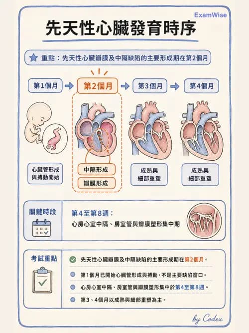 呼吸治療師 - 心臟與循環解剖 - AI 圖文解析預覽