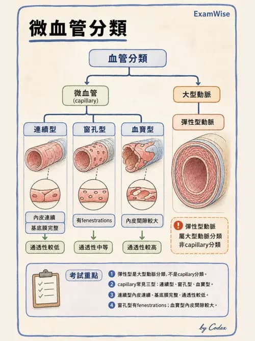 呼吸治療師 - 心臟與循環解剖 - AI 圖文解析預覽
