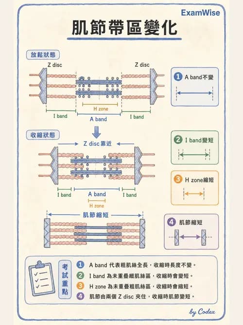 呼吸治療師 - 心臟與循環解剖 - AI 圖文解析預覽