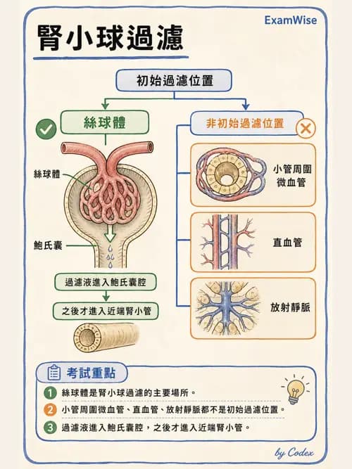 呼吸治療師 - 腎臟解剖 - AI 圖文解析預覽