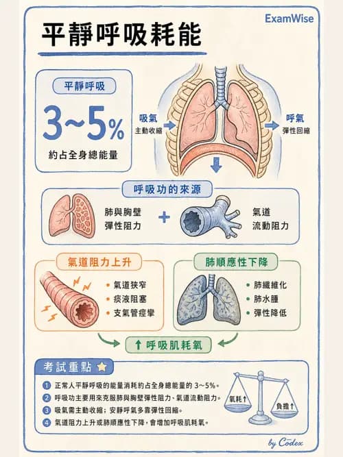 呼吸治療師 - 通氣、呼吸力學與控制 - AI 圖文解析預覽