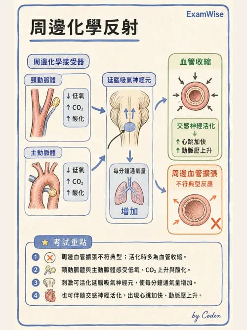 呼吸治療師 - 通氣、呼吸力學與控制 - AI 圖文解析預覽