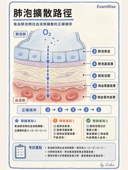 呼吸治療師 - 氣體擴散、交換與肺部代謝 - AI 圖文解析預覽
