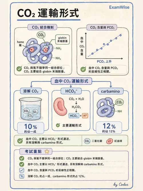 呼吸治療師 - 氣體擴散、交換與肺部代謝 - AI 圖文解析預覽