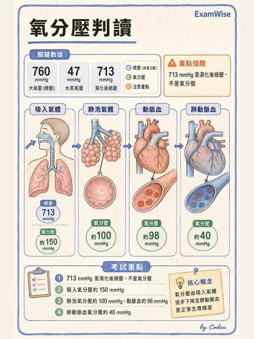 呼吸治療師 - 氣體擴散、交換與肺部代謝 - AI 圖文解析預覽