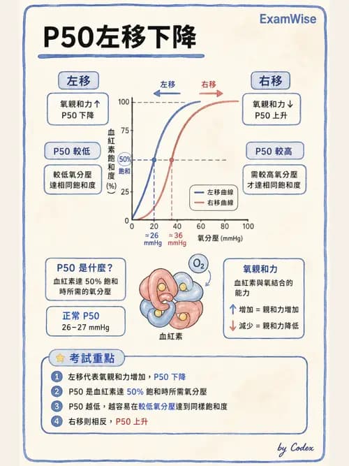 呼吸治療師 - 氣體擴散、交換與肺部代謝 - AI 圖文解析預覽