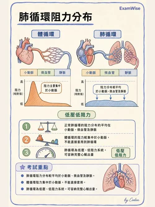 呼吸治療師 - 氣體擴散、交換與肺部代謝 - AI 圖文解析預覽
