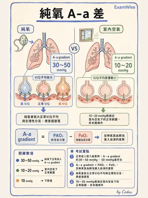 呼吸治療師 - 氣體擴散、交換與肺部代謝 - AI 圖文解析預覽