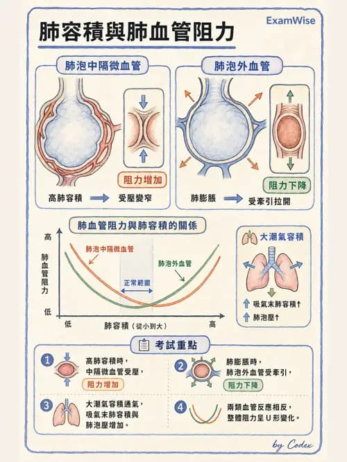 呼吸治療師 - 氣體擴散、交換與肺部代謝 - AI 圖文解析預覽