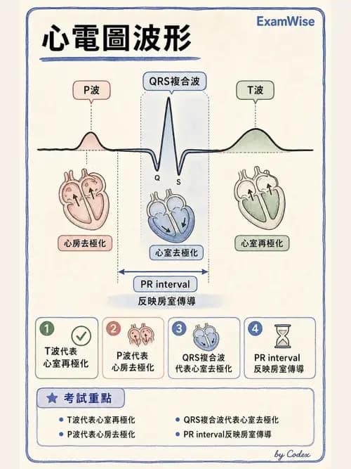 呼吸治療師 - 心臟生理與血液動力學 - AI 圖文解析預覽
