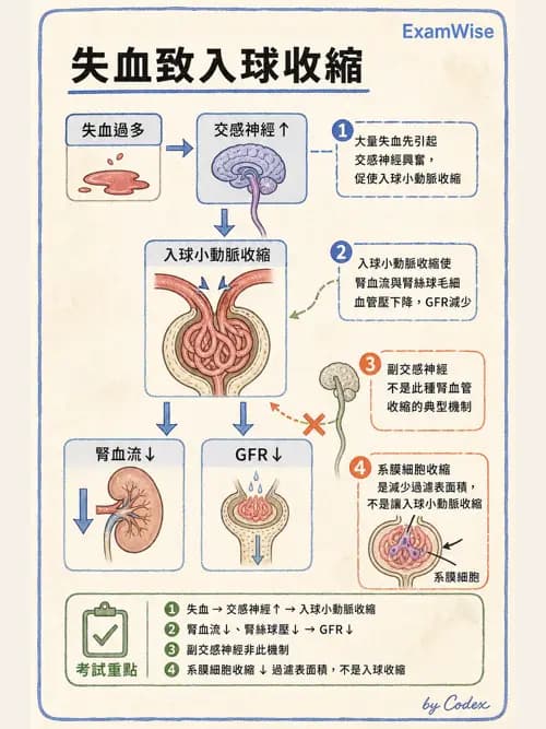 呼吸治療師 - 酸鹼平衡與腎臟生理 - AI 圖文解析預覽