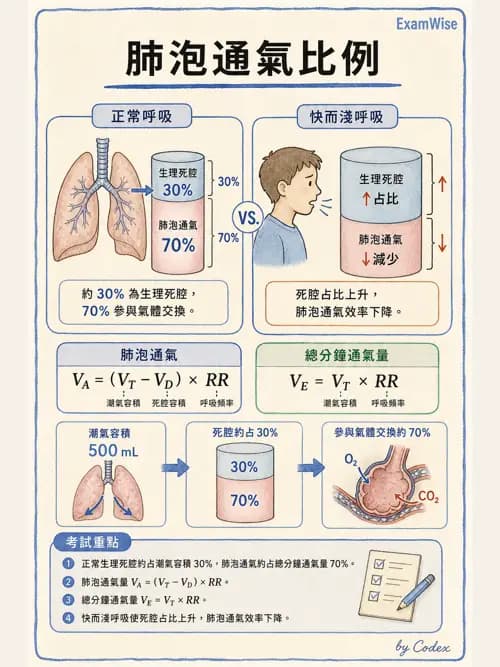 呼吸治療師 - 通氣、呼吸力學與控制 - AI 圖文解析預覽