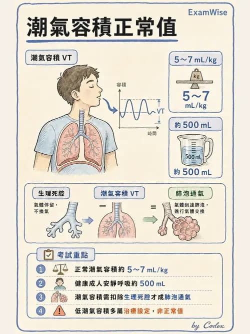 呼吸治療師 - 通氣、呼吸力學與控制 - AI 圖文解析預覽