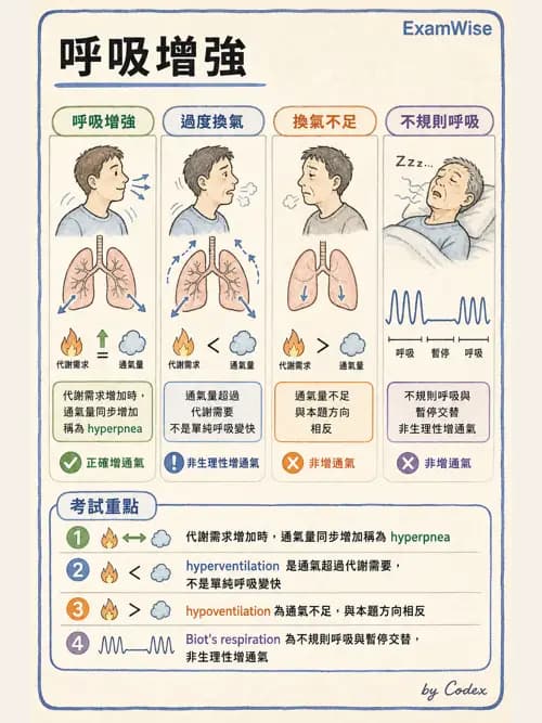 呼吸治療師 - 通氣、呼吸力學與控制 - AI 圖文解析預覽