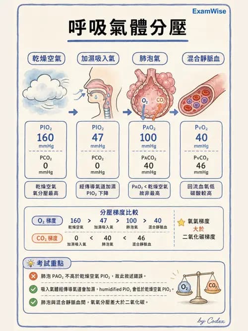 呼吸治療師 - 氣體擴散、交換與肺部代謝 - AI 圖文解析預覽