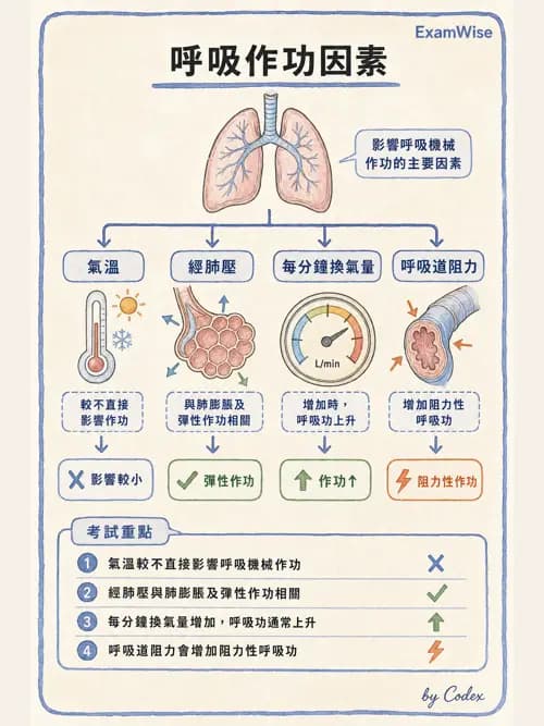 呼吸治療師 - 通氣、呼吸力學與控制 - AI 圖文解析預覽