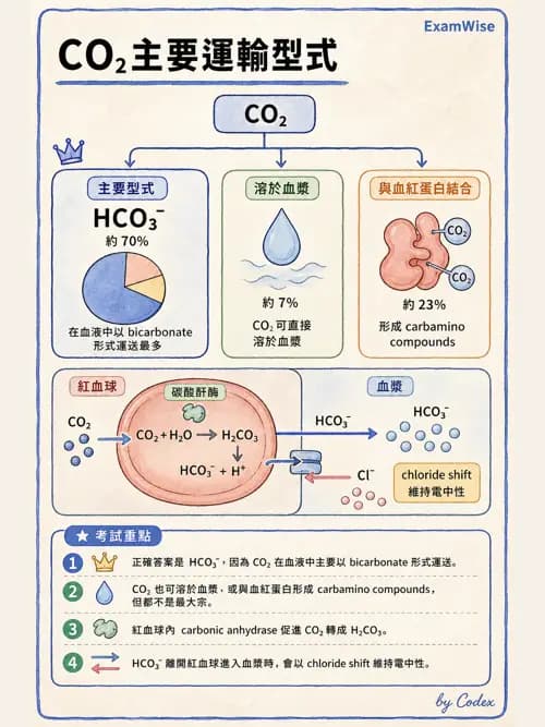 呼吸治療師 - 氣體擴散、交換與肺部代謝 - AI 圖文解析預覽