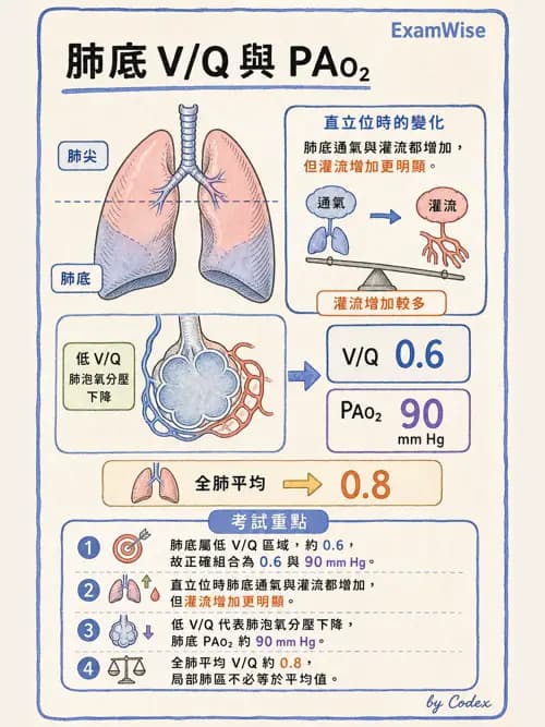呼吸治療師 - 氣體擴散、交換與肺部代謝 - AI 圖文解析預覽
