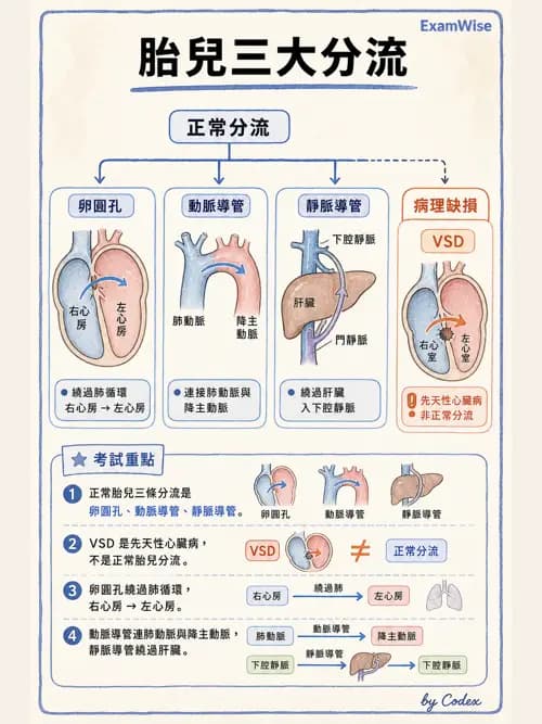 呼吸治療師 - 心臟與循環解剖 - AI 圖文解析預覽