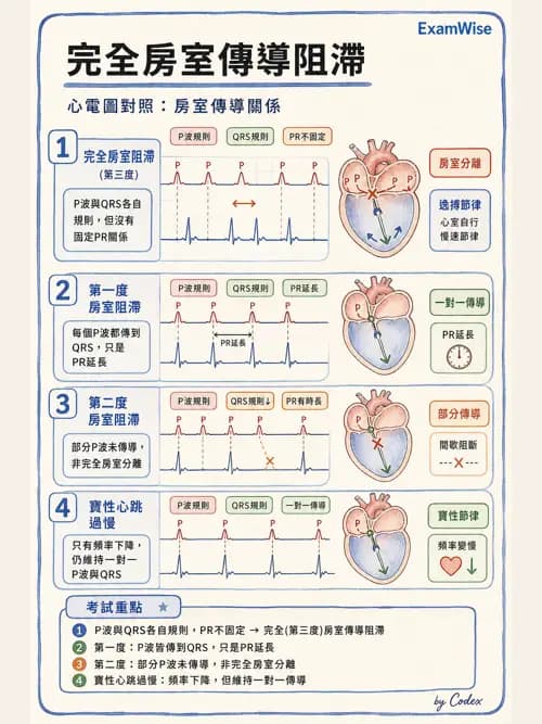 呼吸治療師 - 心臟生理與血液動力學 - AI 圖文解析預覽